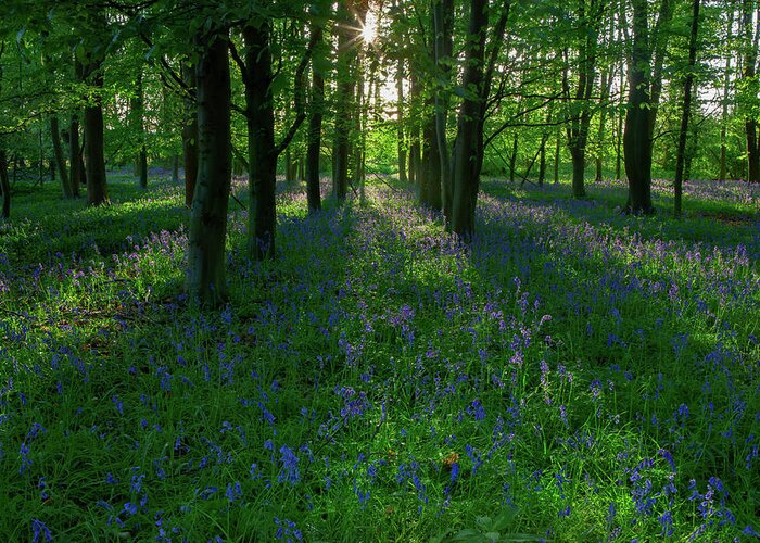 Bluebells Greeting Card featuring the photograph Bluebells in Oxey Woods by Nick Atkin