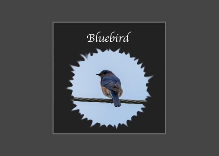 Eastern Bluebird Greeting Card featuring the photograph Bluebird by Holden The Moment