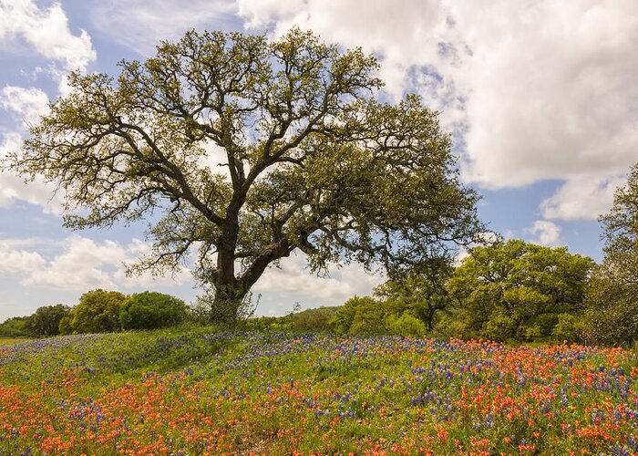 Bluebonnet Greeting Card featuring the photograph Bluebonnets Paintbrush and An Old Oak Tree - Texas Hill Country by Brian Harig