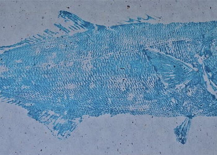 Bluefish Greeting Card featuring the mixed media Bluefish - Chopper- Aligator Blue - by Jeffrey Canha