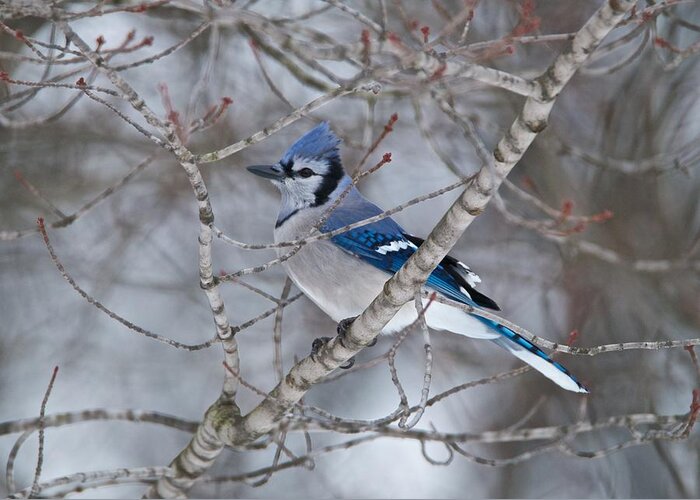 Bluejay Greeting Card featuring the photograph Bluejay 1358 by Michael Peychich