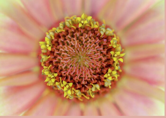 Macro Greeting Card featuring the photograph Blushed Pink Wonder by Mary Anne Delgado