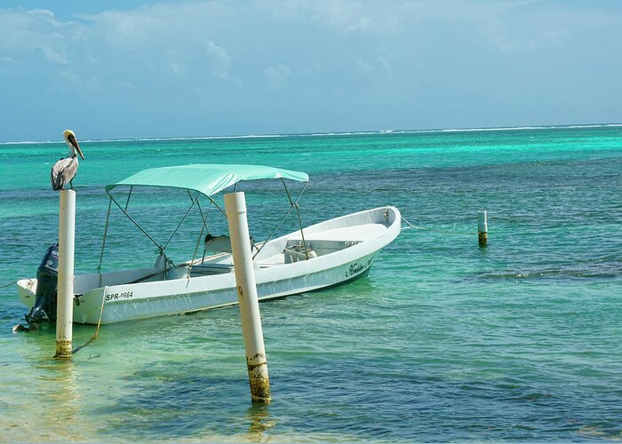 Belize Greeting Card featuring the photograph Boat and Pelican on Ambergris Caye Belize by Waterdancer