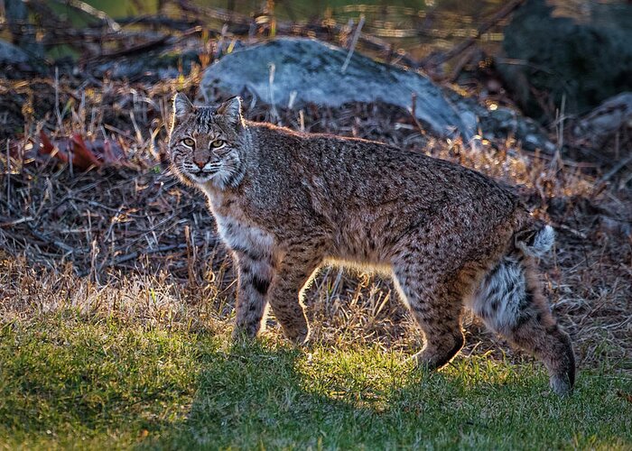 Bobcat Greeting Card featuring the photograph Bobcat by Bill Wakeley