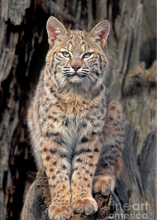 Dave Welling Greeting Card featuring the photograph Bobcat Felis Rufus Captive by Dave Welling