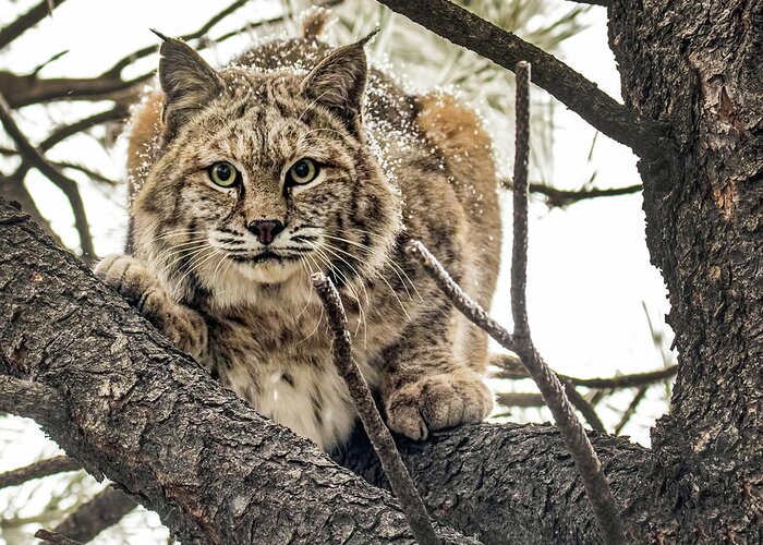 Categories Greeting Card featuring the photograph Bobcat in Winter by Dawn Key