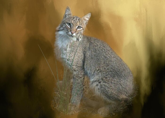 Bobcat Greeting Card featuring the photograph Bobcat by Renee Trenholm