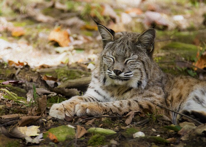 Bobcat Greeting Card featuring the photograph Bobcat by Tracy Winter