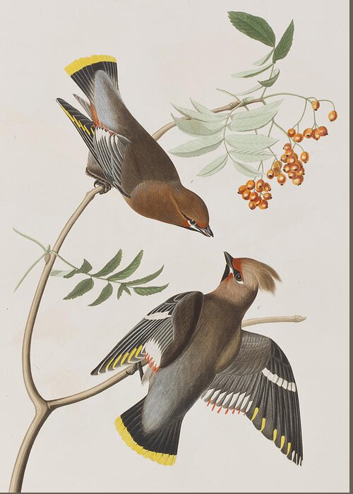 Bohemian Chatterer Greeting Card featuring the painting Bohemian Chatterer by John James Audubon
