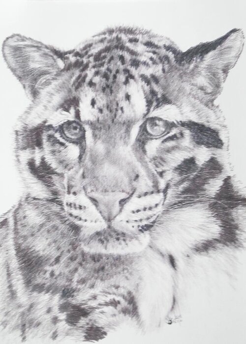 Clouded Leopard Greeting Card featuring the drawing Bold by Barbara Keith