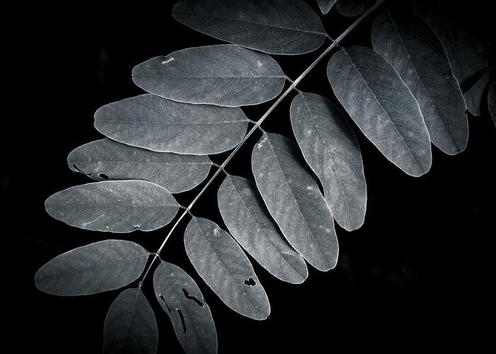 Leaves Greeting Card featuring the photograph Bold Branch by Andy Smetzer