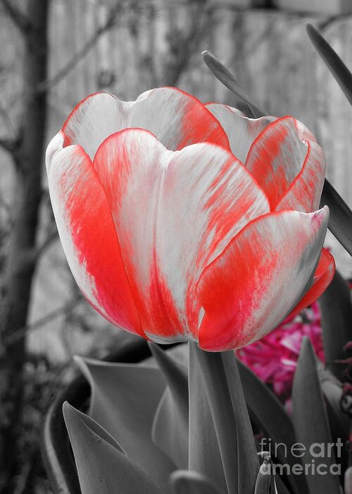 Tulip Greeting Card featuring the photograph Bold Tulip by Chad and Stacey Hall