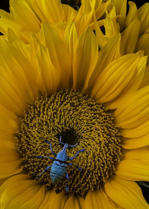 Boll Weevil Greeting Card featuring the photograph Boll Weevil On Sunflower by Garry Gay