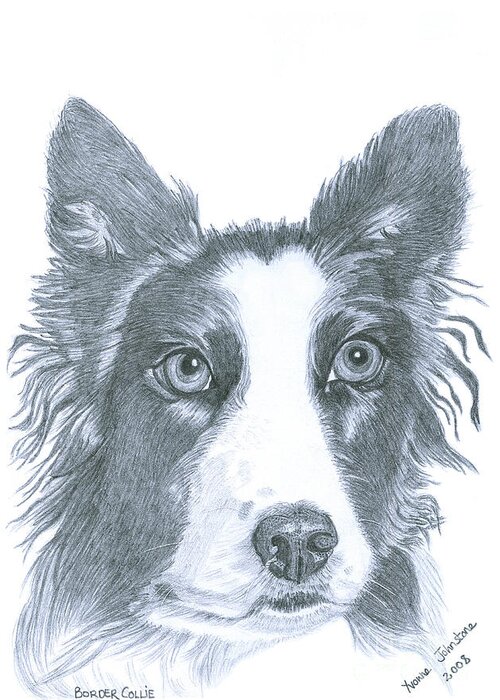 Border Collie Greeting Card featuring the drawing Border Collie by Yvonne Johnstone