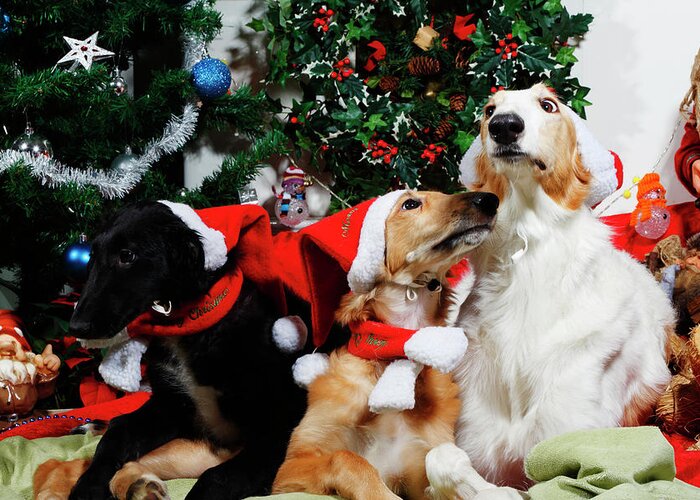 Dogs Greeting Card featuring the photograph Borzoi Hounds Dressed As Father Christmas by Christian Lagereek