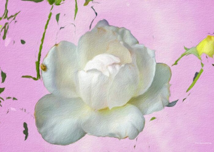 Rose Greeting Card featuring the photograph Bo's a Ten by Diane Lindon Coy