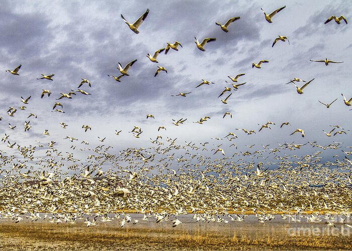 Bosque Del Apache Greeting Card featuring the photograph Bosque Blastoff Frame 5 by Randy Jackson