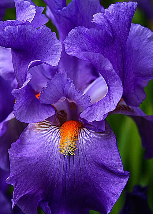 Botanical Greeting Card featuring the photograph Botanical Beauty in Purple by Toma Caul