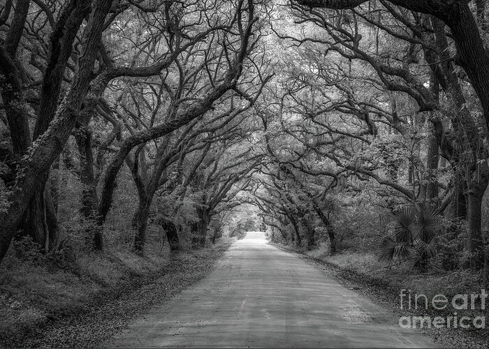 Botany Bay Road Greeting Card featuring the photograph Botany Bay Road Black and White by Michael Ver Sprill