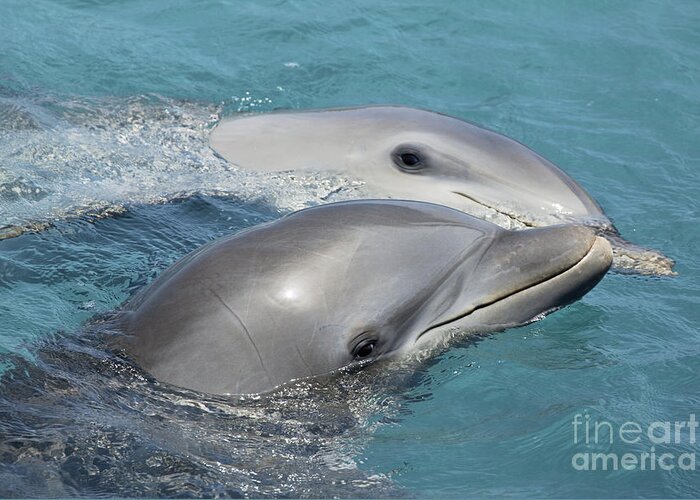 Aqua Greeting Card featuring the photograph Bottlenose Dolphin by Dave Fleetham - Printscapes