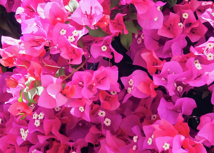 Andalucia Greeting Card featuring the photograph Bougainvillea by Geoff Smith