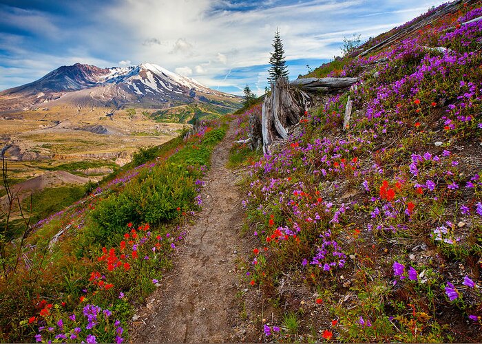Mount Saint Helens Greeting Card featuring the photograph Boundary Trail by Darren White