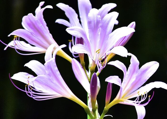 Flowers Greeting Card featuring the photograph Bouquet in the Dark by Tracy Rice Frame Of Mind