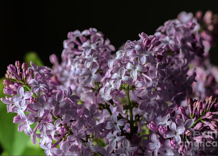 Lilacs Greeting Card featuring the photograph Bouquet of Lilacs by Tamara Becker