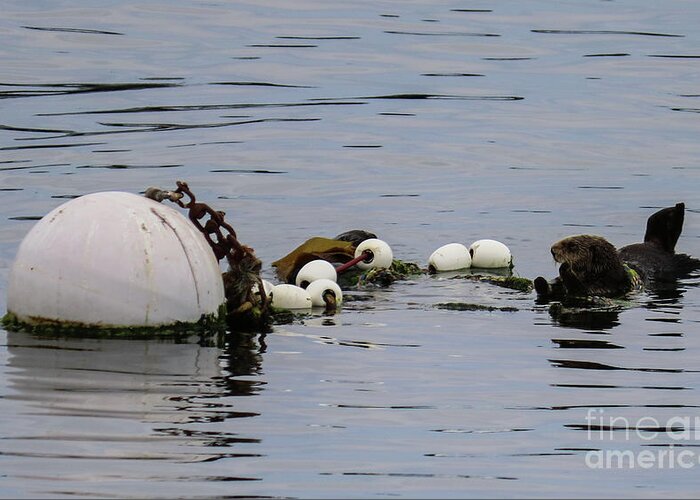 Sea Otter Greeting Card featuring the photograph Bouyed Sea Otter by Suzanne Luft