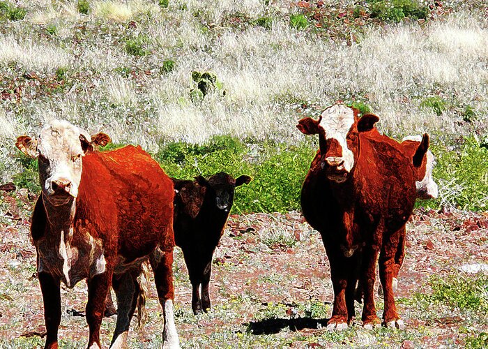 Cows Greeting Card featuring the photograph Bovine by Charles Benavidez