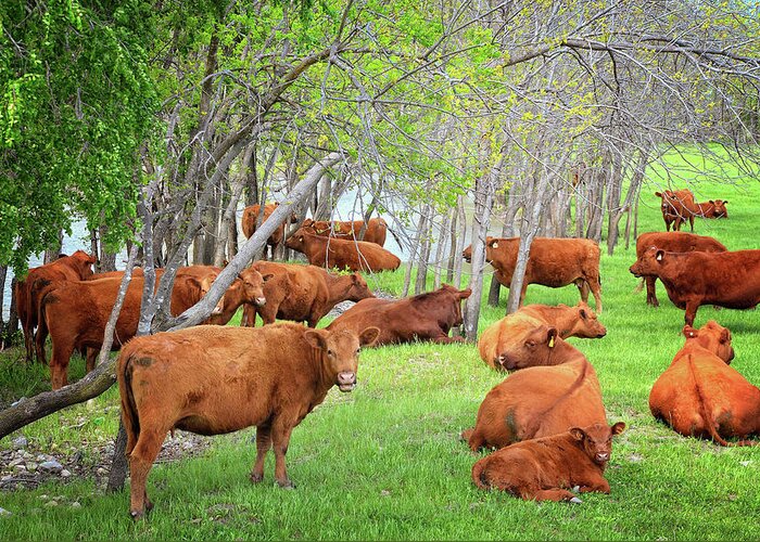 Spring Greeting Card featuring the photograph Bovine Relaxation by Lynn Bauer