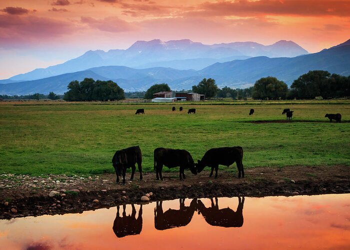 Cows Greeting Card featuring the photograph Bovine Sunset by Wasatch Light