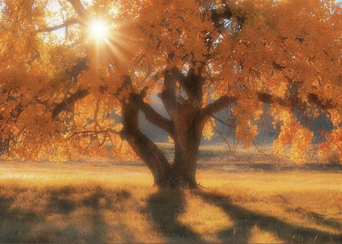 Western Greeting Card featuring the photograph Boxelder's Autumn Tree by Amanda Smith