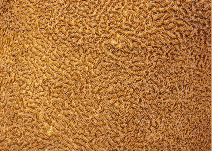 Texture Greeting Card featuring the photograph Brain Coral 47 by Michael Fryd
