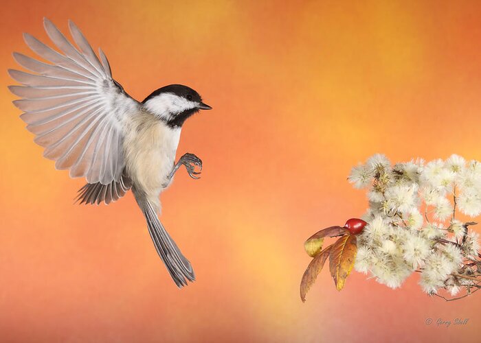 Nature Greeting Card featuring the photograph Braking For The Rose Hip by Gerry Sibell