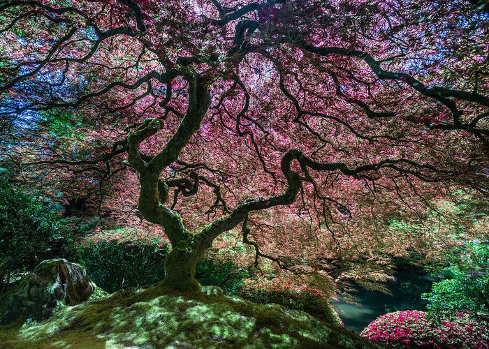 Portland Japanese Garden Greeting Card featuring the photograph Branches of Love by Chuck Jason