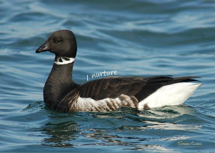  Greeting Card featuring the photograph Brant says I Nuture by Sherry Clark