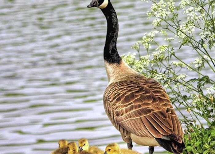 Geese Greeting Card featuring the photograph Branta Canadensis

#canadagoose by John Edwards