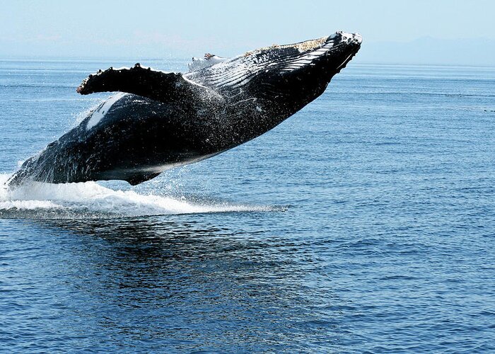 Alaska Greeting Card featuring the photograph Breaching humpback whales Happy-2 by Steve Darden