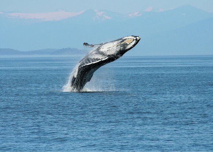Alaska Greeting Card featuring the photograph Breaching humpback whales Happy-3 by Steve Darden