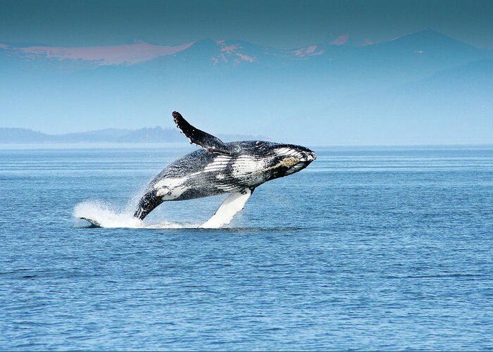 Alaska Greeting Card featuring the photograph Breaching humpback whales Happy-4 by Steve Darden