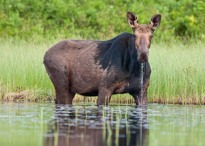 Moose Greeting Card featuring the photograph Breakfast at Moosehead by Brent L Ander