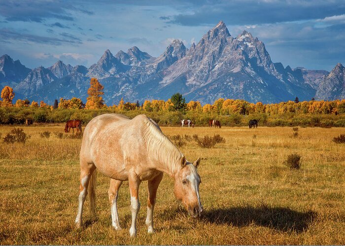 Grand Teton Greeting Card featuring the photograph Breakfast in the Tetons by Darren White