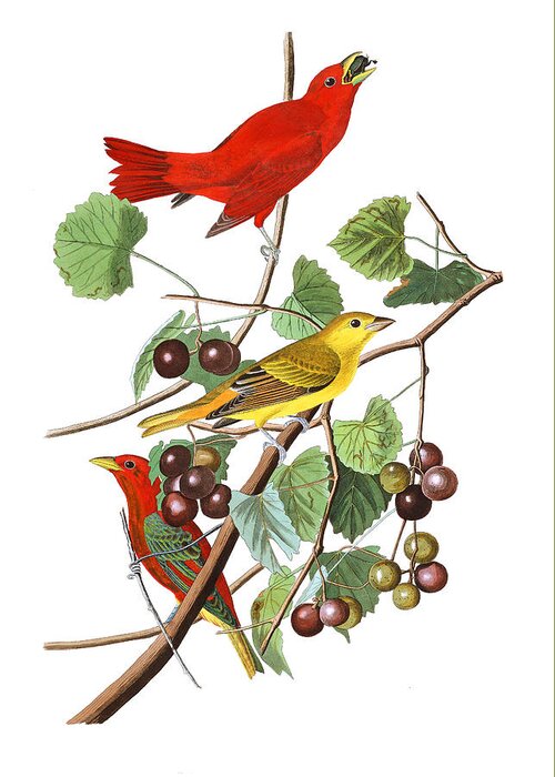 John James Audubon Greeting Card featuring the photograph Breakfast Time by Munir Alawi