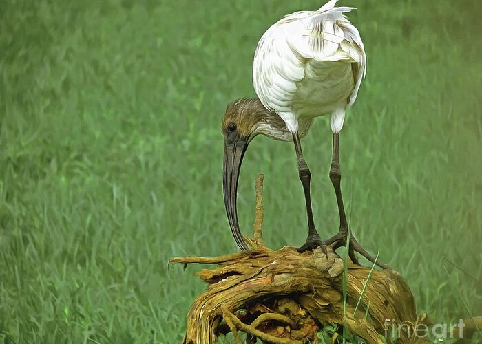 Black-headed Ibis Greeting Card featuring the digital art Breakfast with the Ibis by Sarah Sever