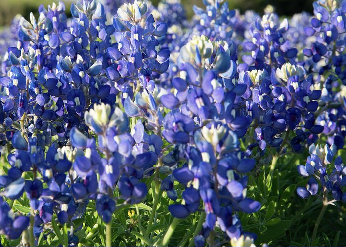 Bluebonnet Greeting Card featuring the photograph Bright Bluebonnets by Frank Madia