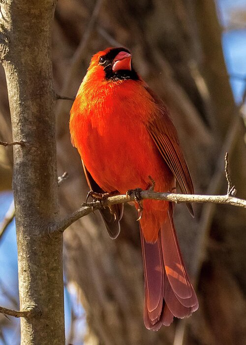 Cardinal Greeting Card featuring the photograph Bright Boy by Rob Davies