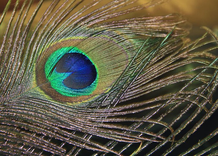 Peacock Greeting Card featuring the photograph Bright Feather by Angela Murdock