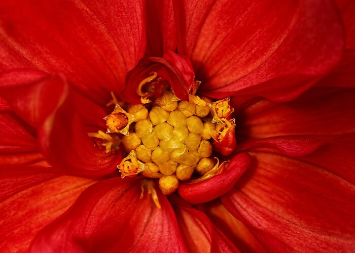 Dahlia Greeting Card featuring the photograph Bright Orange Dahlia by Tracie Schiebel