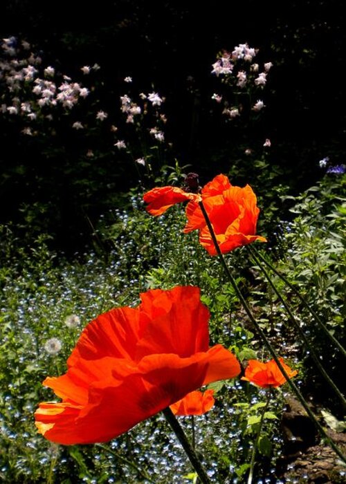 Oriental Poppy Greeting Card featuring the painting Bright Orange by Renate Wesley